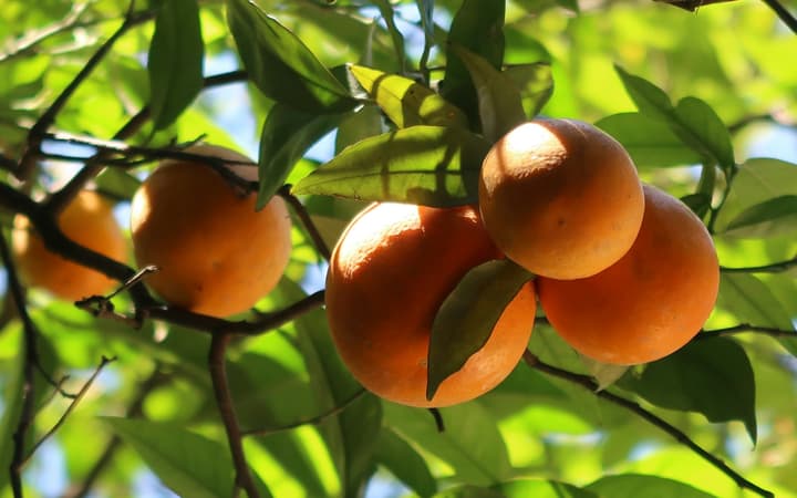 Árvore com fruto (Thomas Vogel)