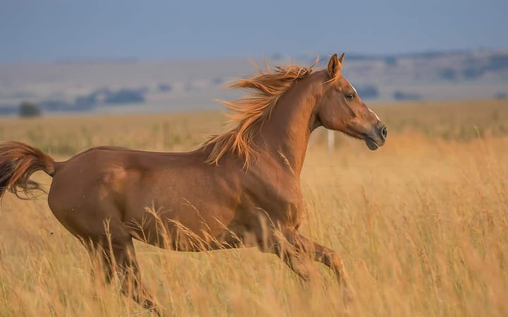 Cavalo correndo (Sarah Olive)